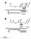 Fig. 03 - Identification of 3-ketosteroid 9-alfa-hydroxylase genes and microorganisms blocked in 3-ketosteroid 9-alfa-hydroxylase activity