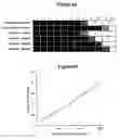 Fig. 08 - Method to screen phage display libraries with different ligands