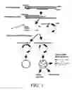 Fig. 02 - Vector system for selection of genes encoding secreted proteins and membrane-bound proteins