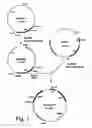 Fig. 02 - Genes from a gene cluster