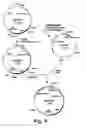Fig. 05 - Genes from a gene cluster