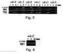 Fig. 06 - Genes from a gene cluster