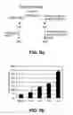 Fig. 09 - Methods and organisms for the growth-coupled production of succinate
