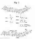 Fig. 02 - Brexetoxin derivative, production process thereof and method for detecting shellfish neurotoxin using same