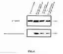 Fig. 07 - Novel method of using inject printing for creating microarrays