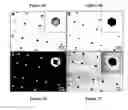 Fig. 03 - Mesoscale pyramids, arrays and methods of preparation