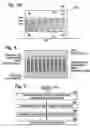 Fig. 03 - Photovoltaic structure with a conductive nanowire array electrode