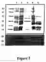 Fig. 03 - Purification of vascular endothelial growth factor-B