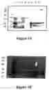 Fig. 04 - Purification of vascular endothelial growth factor-B