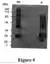 Fig. 05 - Purification of vascular endothelial growth factor-B
