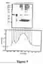 Fig. 06 - Purification of vascular endothelial growth factor-B