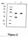 Fig. 09 - Purification of vascular endothelial growth factor-B