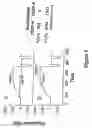Fig. 10 - Purification of vascular endothelial growth factor-B