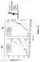 Fig. 12 - Purification of vascular endothelial growth factor-B