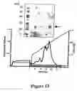 Fig. 14 - Purification of vascular endothelial growth factor-B