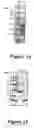 Fig. 15 - Purification of vascular endothelial growth factor-B