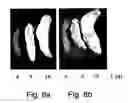 Fig. 09 - Agent derived from tortoise spleen stimulating mammalian hemopoiesis