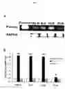 Fig. 03 - Remedy for sarcoidosis and method of treating the same