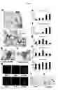 Fig. 05 - Remedy for sarcoidosis and method of treating the same