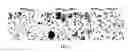 Fig. 03 - Inhibition of HIV and SHIV replication with antisense interleukin-4