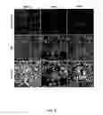 Fig. 06 - Inhibition of HIV and SHIV replication with antisense interleukin-4