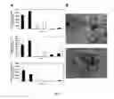 Fig. 08 - Inhibition of HIV and SHIV replication with antisense interleukin-4