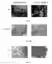 Fig. 10 - Inhibition of HIV and SHIV replication with antisense interleukin-4