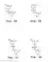 Fig. 02 - Immunosuppression compound and treatment method