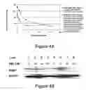 Fig. 05 - Methods of treating cell proliferative disorders using a compressed temozolomide dosing schedule