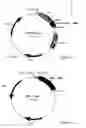 Fig. 03 - Method of modulating ion channel functional activity
