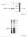 Fig. 04 - Method of modulating ion channel functional activity
