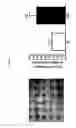 Fig. 03 - Methods and materials for treating retinopathy