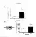 Fig. 06 - Methods and materials for treating retinopathy