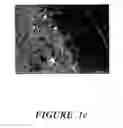Fig. 04 - Halogen containing-polymer nanocomposite compositions, methods, and products employing such compositions