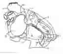 Fig. 01 - Delivery catheter