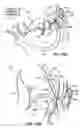 Fig. 57 - CATHETER BASED TISSUE FASTENING SYSTEMS AND METHODS