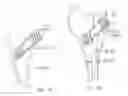 Fig. 24 - BALL AND SHAFT OF JOINT PROTHESIS