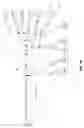Fig. 169 - Metasearching by sending a plurality of queries to a plurality of servers