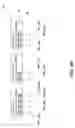 Fig. 216 - Metasearching by sending a plurality of queries to a plurality of servers