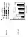 Fig. 02 - Methods and compositions for inhibition of immune responses