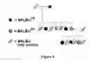 Fig. 06 - Genetically determined mouse model of resistance to transplantable cancers