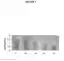 Fig. 04 - Recombinant DNA constructs and methods for controlling gene expression