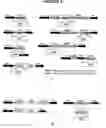 Fig. 09 - Recombinant DNA constructs and methods for controlling gene expression