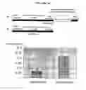 Fig. 27 - Recombinant DNA constructs and methods for controlling gene expression