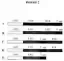 Fig. 03 - Recombinant DNA constructs compressing engineered plant microRNAs and methods for controlling gene expression