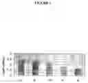 Fig. 04 - Recombinant DNA constructs compressing engineered plant microRNAs and methods for controlling gene expression
