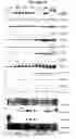 Fig. 15 - Recombinant DNA constructs compressing engineered plant microRNAs and methods for controlling gene expression