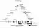 Fig. 19 - Recombinant DNA constructs compressing engineered plant microRNAs and methods for controlling gene expression