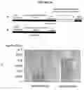 Fig. 27 - Recombinant DNA constructs compressing engineered plant microRNAs and methods for controlling gene expression