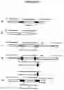 Fig. 28 - Recombinant DNA constructs compressing engineered plant microRNAs and methods for controlling gene expression